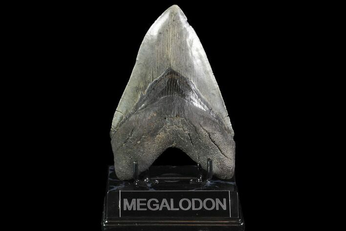 Serrated, Fossil Megalodon Tooth - South Carolina #95296